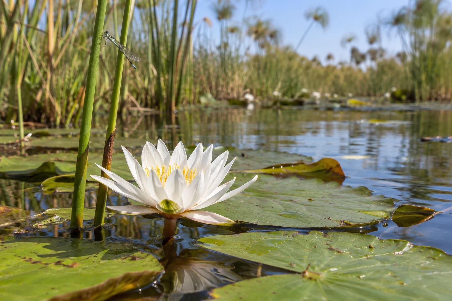 White water lily and damselfly beside a wetland channel