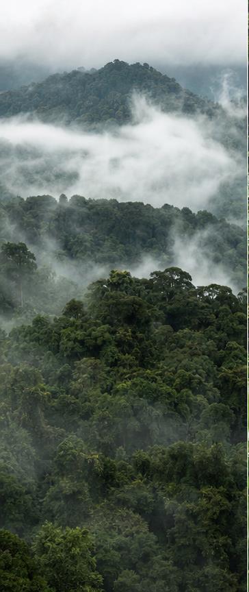 Bwindi Impenetrable National Park