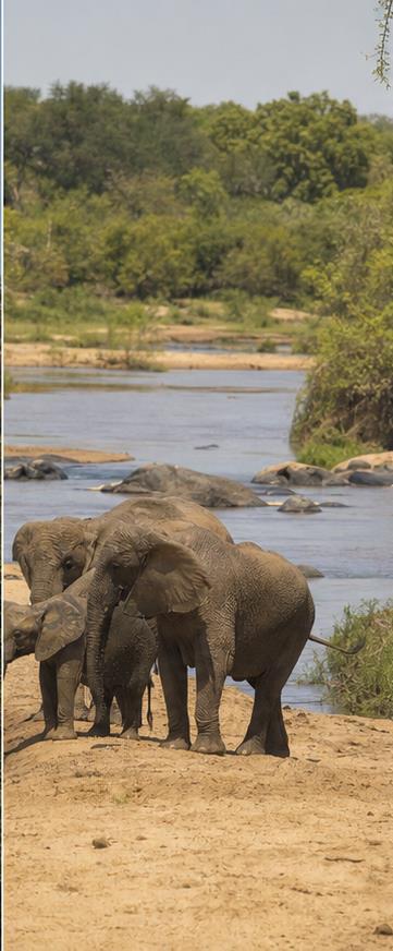 Kruger National Park