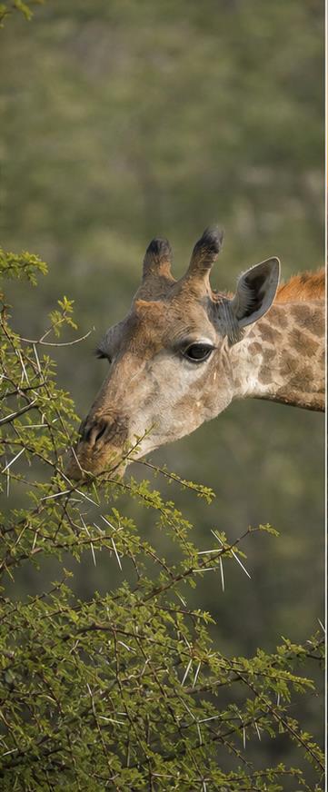Kruger National Park