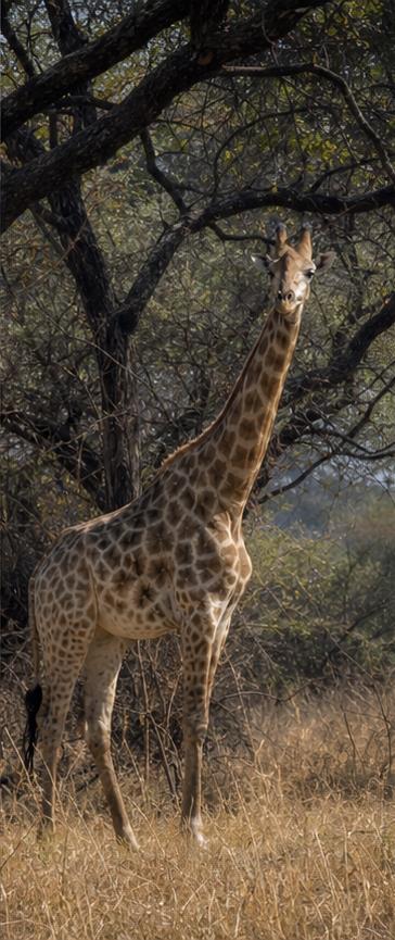 Zambia