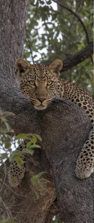 Zambia
