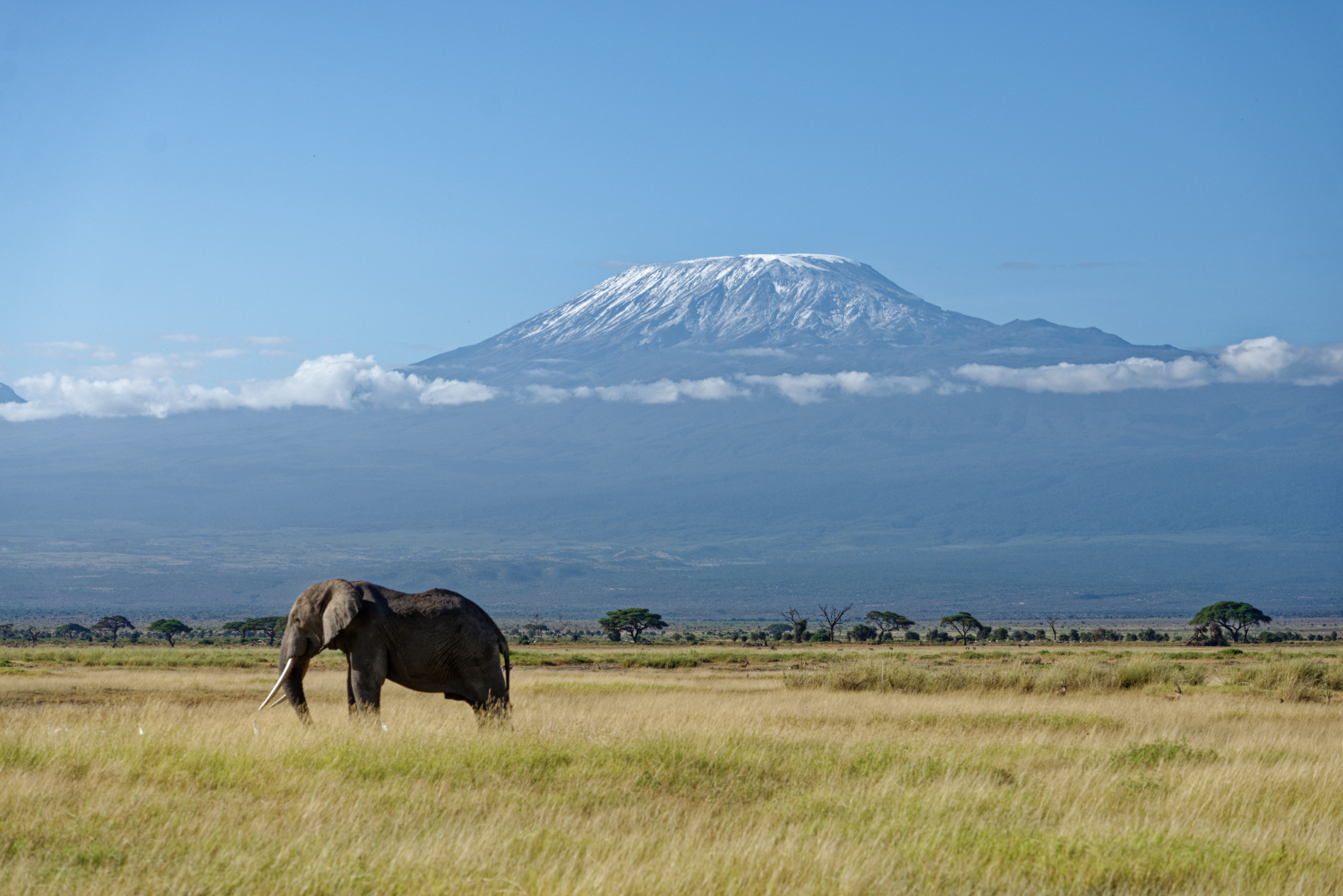 A lone Elephant at Amboseli
