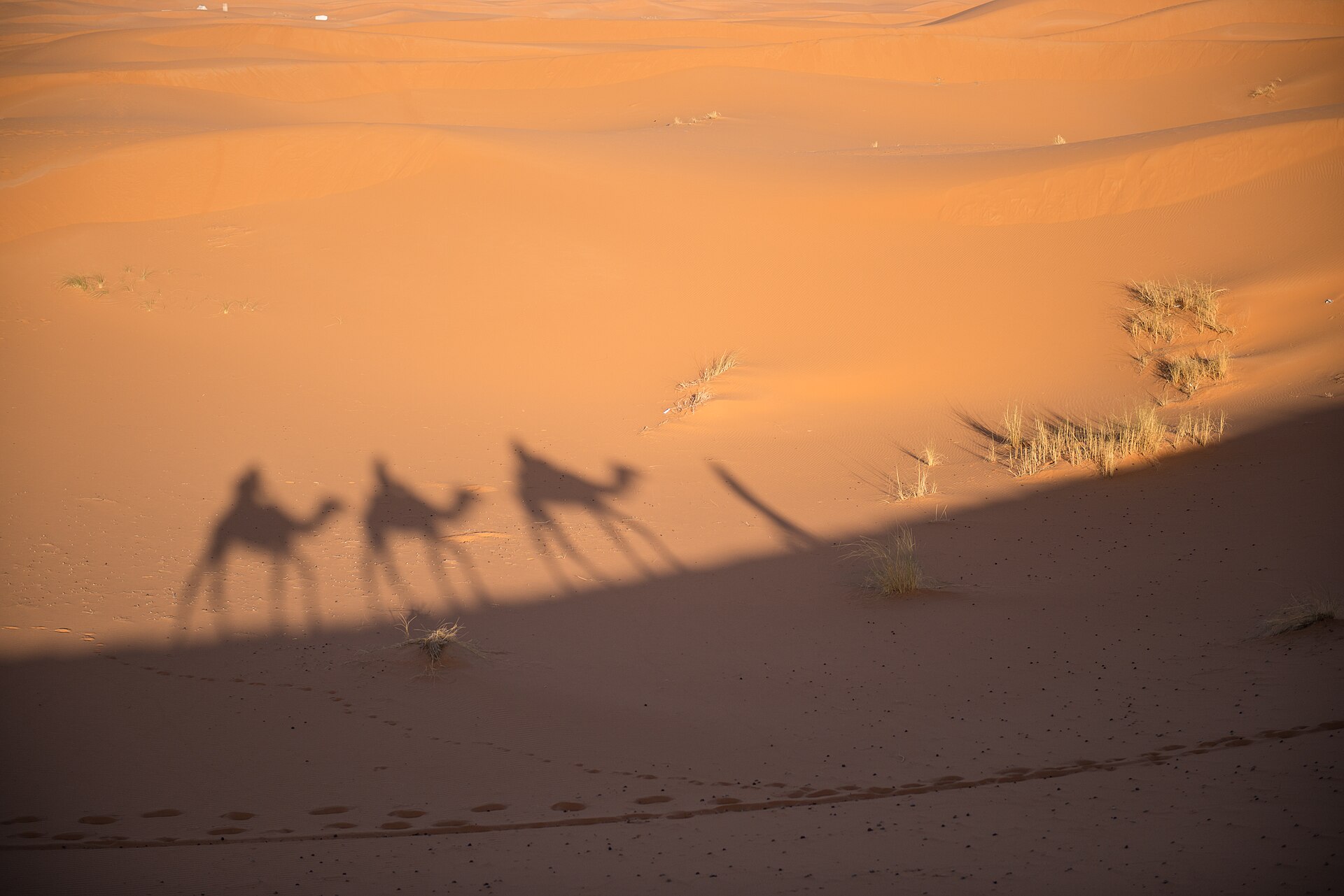 Camel Tour on Erg Chebbi riding across the dunes