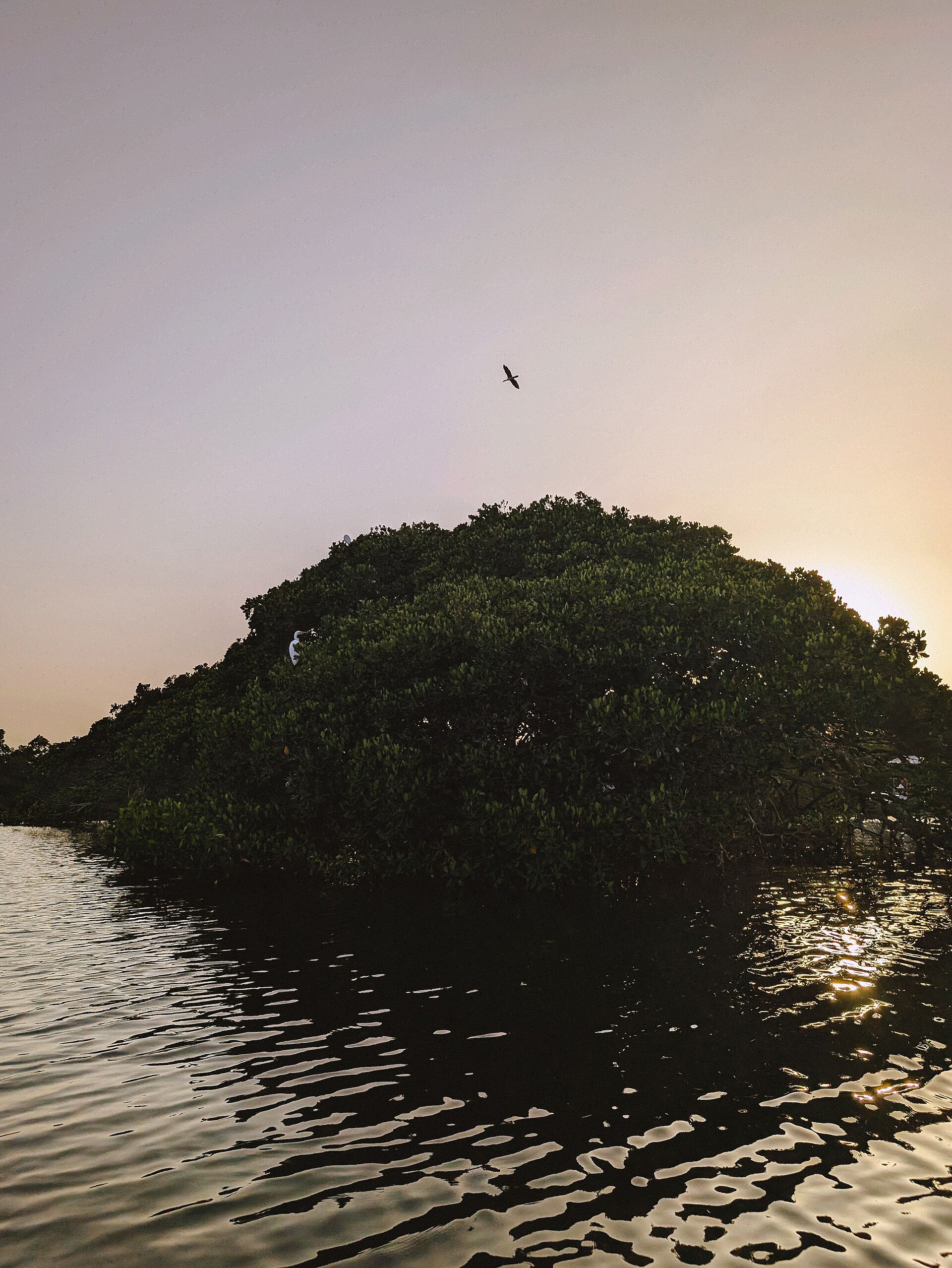 A nesting site in the Sine-Saloum Delta, Senegal
