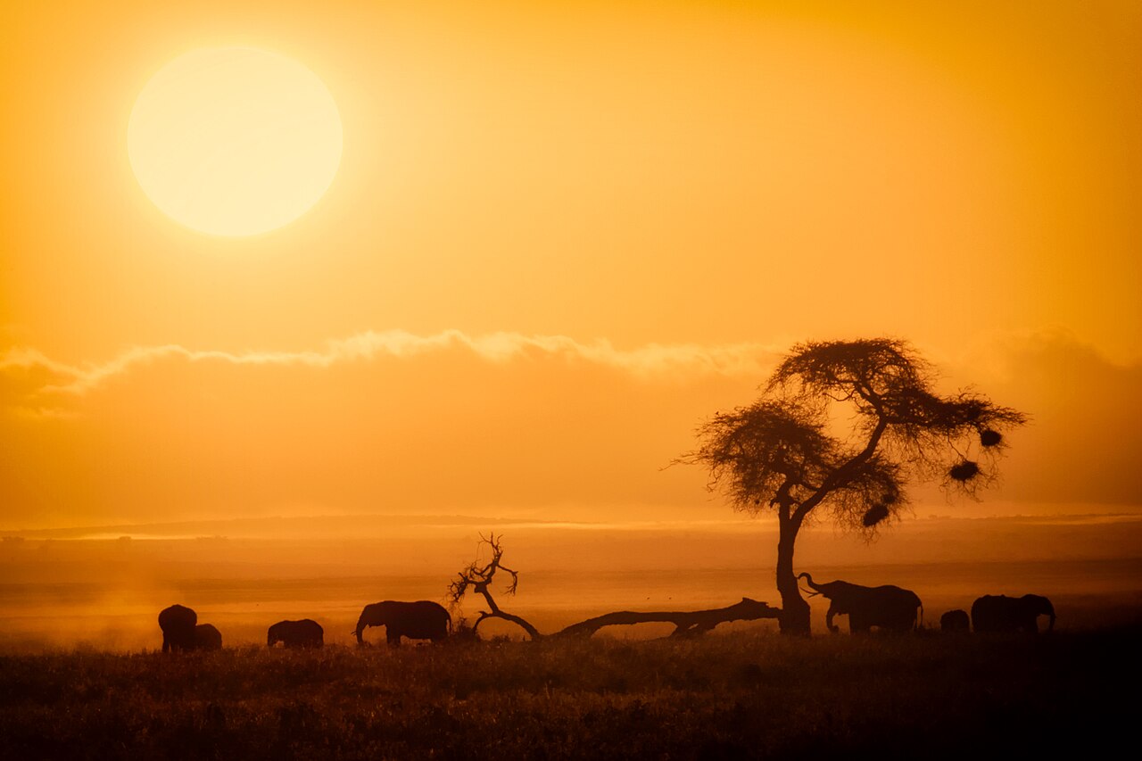 Wildlife silhouetted at sunrise in Amboseli National Park, Kenya