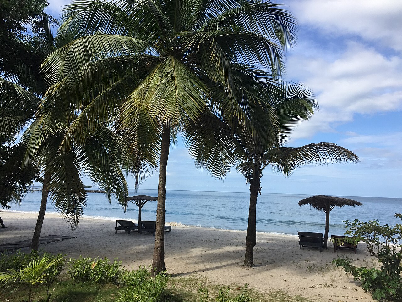 Palm trees beside Tokeh Beach, Sierra Leone
