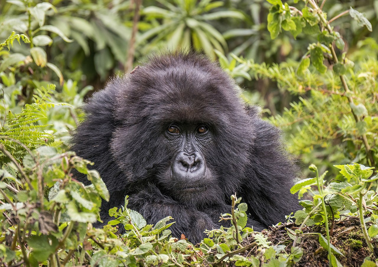 Female mountain gorilla in Volcanoes National Park, Rwanda